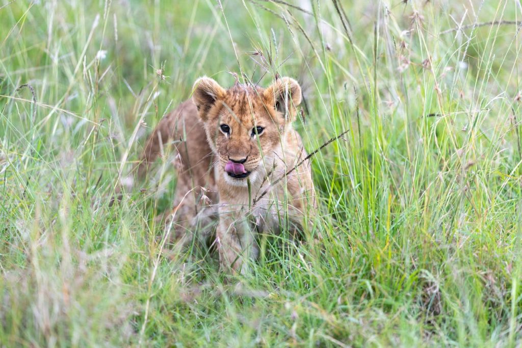 lion cub in kenya s grasslands 30705109.jpeg