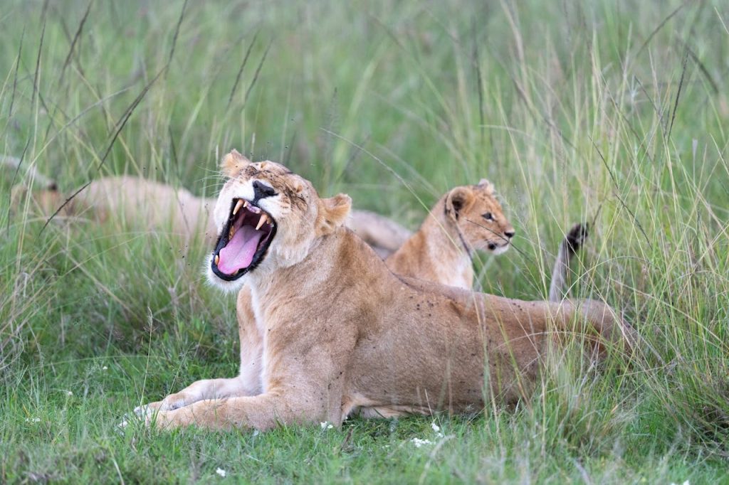 lioness yawning in the kenyan savanna 30705116.jpeg