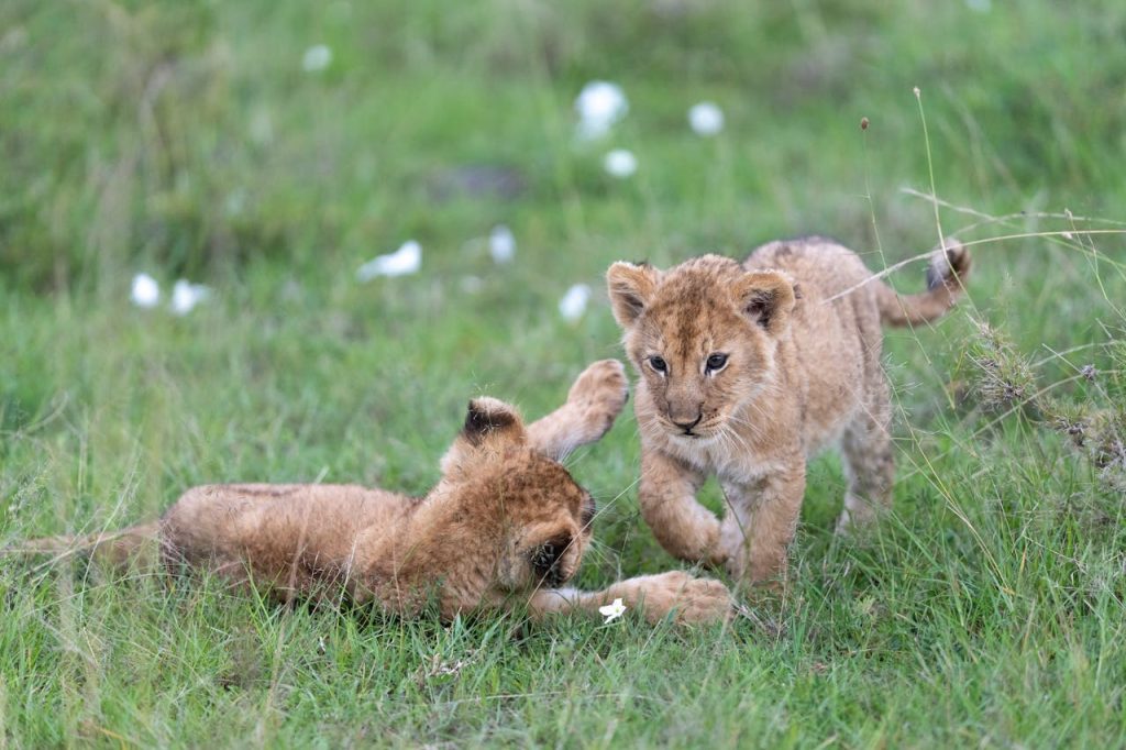 playful lion cubs in kenyan savannah 30705110.jpeg